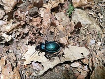 beetling στοκ εικόνες beetling στοκ εικόνες