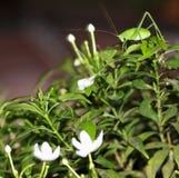 beetling στοκ εικόνα beetling στοκ εικόνα