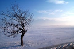 Befestigungsklammerbaum auf einem Wintersturm stockbild Befestigungsklammerbaum auf einem Wintersturm stockbild