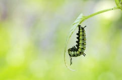 Before Caterpillar Turning To Pupa Royalty Free Stock Photography