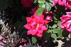 Begonia di cera immagine stock libera da diritti Begonia di cera immagine stock libera da diritti