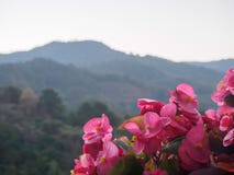 Begonia Flowers photo libre de droits Begonia Flowers photo libre de droits