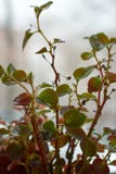 Begonia φύλλα Grandis Υπόβαθρο τρισδιάστατη απεικόνιση ανάπτυξης έννοιας ανασκόπησης που απομονώνεται κατεστημένος άσπρος στοκ φωτογραφία Begonia φύλλα Grandis Υπόβαθρο τρισδιάστατη απεικόνιση ανάπτυξης έννοιας ανασκόπησης που απομονώνεται κατεστημένος άσπρος στοκ φωτογραφία
