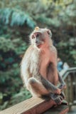 Behandla som ett barn apan i apaskogen - Ubud, Bali arkivbild Behandla som ett barn apan i apaskogen - Ubud, Bali arkivbild