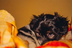 behandla som ett barn hundbisonen min hundförälskelsehundkapplöpning royaltyfri foto behandla som ett barn hundbisonen min hundförälskelsehundkapplöpning royaltyfri foto