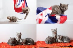 Behandla som ett barn kattungar som spelar med en Storbritannien flagga, multicam royaltyfri foto Behandla som ett barn kattungar som spelar med en Storbritannien flagga, multicam royaltyfri foto