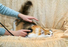 Behandlar den hållande stetoskopet för flickan och en härlig fluffig katt på Arkivfoto Behandlar den hållande stetoskopet för flickan och en härlig fluffig katt på Arkivfoto