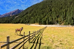 Behind The Fence Stands A Rustic Horse Royalty Free Stock Photos
