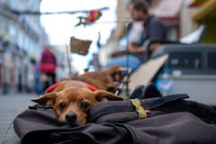 Behinderter Hund im Las Palmas stockfotografie Behinderter Hund im Las Palmas stockfotografie