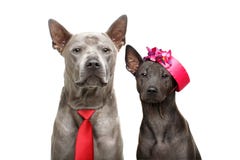 Bei cani tailandesi del ridgeback fotografia stock libera da diritti Bei cani tailandesi del ridgeback fotografia stock libera da diritti