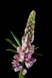 Bei fiori del lupino fotografia stock libera da diritti Bei fiori del lupino fotografia stock libera da diritti