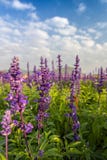Bei fiori di Salvia fotografia stock Bei fiori di Salvia fotografia stock