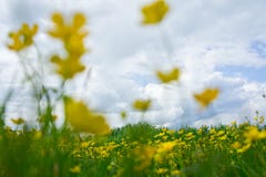 Bei fiori gialli ed erba verde contro il cielo blu immagine stock libera da diritti Bei fiori gialli ed erba verde contro il cielo blu immagine stock libera da diritti