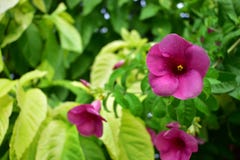 Bei fiori porpora con le foglie verdi immagini stock libere da diritti Bei fiori porpora con le foglie verdi immagini stock libere da diritti