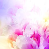Bei fiori rosa di Defocus. progettazione astratta Bei fiori rosa di Defocus. progettazione astratta