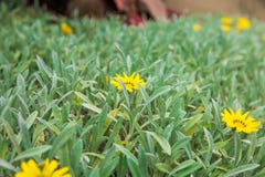 Bei fiori sui cespugli angiosperme insolitamente belle tagete giallo del giacimento di fiori fotografie stock Bei fiori sui cespugli angiosperme insolitamente belle tagete giallo del giacimento di fiori fotografie stock
