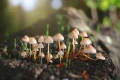 Bei funghi alla luce di mattina fotografie stock Bei funghi alla luce di mattina fotografie stock