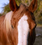 Bei pari del cavallo nell'obiettivo fotografie stock Bei pari del cavallo nell'obiettivo fotografie stock