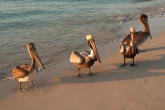 Bei pellicani dal mare al tramonto Varadero cuba fotografia stock libera da diritti Bei pellicani dal mare al tramonto Varadero cuba fotografia stock libera da diritti