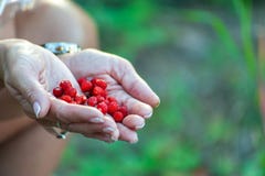 Beide handen van midden oude vrouw met rode rijpe wilde binnen aardbeien, op onscherpe groene tuin of meest forrest achtergrond stock afbeelding Beide handen van midden oude vrouw met rode rijpe wilde binnen aardbeien, op onscherpe groene tuin of meest forrest achtergrond stock afbeelding