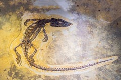 Beijing China, October 16, 2018: terodactyl Fossil, Pterodactilus Spectabilis, Fossil of prehistoric animals, Fossil stock image Beijing China, October 16, 2018: terodactyl Fossil, Pterodactilus Spectabilis, Fossil of prehistoric animals, Fossil stock image