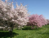 Bel arbre fruitier de floraison développé en parc près de Prague au printemps photo stock Bel arbre fruitier de floraison développé en parc près de Prague au printemps photo stock