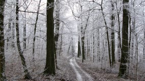 Bel hiver Forest Scenery - sentier piéton menant par une forêt neigeuse avec les arbres congelés photos libres de droits Bel hiver Forest Scenery - sentier piéton menant par une forêt neigeuse avec les arbres congelés photos libres de droits