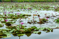 A beleza dos lótus vermelhos no lago foto de stock A beleza dos lótus vermelhos no lago foto de stock