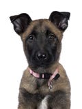 Head shot of Belgian shepherd dog / puppy looking in camera isolated on white background stock illustration Head shot of Belgian shepherd dog / puppy looking in camera isolated on white background stock illustration