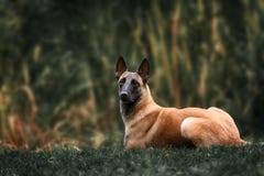 Belgischer Schäferhund-Hund lizenzfreies stockfoto Belgischer Schäferhund-Hund lizenzfreies stockfoto