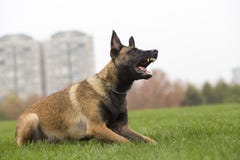 Belgisches Malinois stockfotos Belgisches Malinois stockfotos
