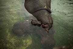 Belgrado, Serbia, il 14 giugno 2017 - mamma dell'ippopotamo e bambino insieme nello zoo di Belgrado immagine stock libera da diritti Belgrado, Serbia, il 14 giugno 2017 - mamma dell'ippopotamo e bambino insieme nello zoo di Belgrado immagine stock libera da diritti