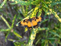 Bella farfalla confinata confinata della toppa della farfalla della toppa bella che riposa su una pianta giallo verde fotografia stock libera da diritti Bella farfalla confinata confinata della toppa della farfalla della toppa bella che riposa su una pianta giallo verde fotografia stock libera da diritti