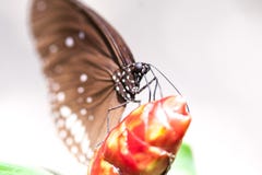 Bella farfalla marrone che si siede sul fiore tropicale rosso fotografie stock libere da diritti Bella farfalla marrone che si siede sul fiore tropicale rosso fotografie stock libere da diritti