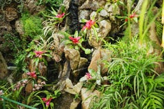 Bella floricultura in foresta pluviale tropicale fotografia stock libera da diritti Bella floricultura in foresta pluviale tropicale fotografia stock libera da diritti