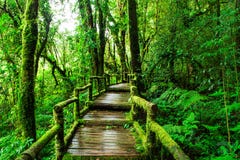 Bella foresta pluviale al sentiero didattico del Ka del ANG fotografie stock libere da diritti Bella foresta pluviale al sentiero didattico del Ka del ANG fotografie stock libere da diritti