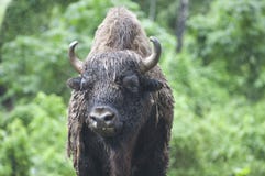 Bella foto di un bisonte selvaggio, bestiame nella foresta immagine stock libera da diritti Bella foto di un bisonte selvaggio, bestiame nella foresta immagine stock libera da diritti
