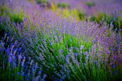 Bella immagine del giacimento della lavanda sopra il paesaggio di tramonto di estate fotografie stock Bella immagine del giacimento della lavanda sopra il paesaggio di tramonto di estate fotografie stock