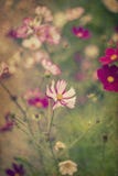Bella immagine del prato dei fiori selvaggi di estate con l'annata immagini stock libere da diritti Bella immagine del prato dei fiori selvaggi di estate con l'annata immagini stock libere da diritti