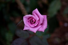 Bella rosa rosa con la sfuocatura del fondo immagine stock Bella rosa rosa con la sfuocatura del fondo immagine stock