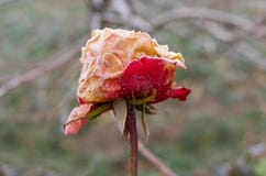 Bella rosa nell'ambito del primo attacco del gelo in giardino autunnale immagine stock libera da diritti Bella rosa nell'ambito del primo attacco del gelo in giardino autunnale immagine stock libera da diritti