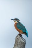 Bella scena della natura con i atthis comuni del Alcedo del martin pescatore fotografie stock libere da diritti Bella scena della natura con i atthis comuni del Alcedo del martin pescatore fotografie stock libere da diritti