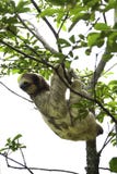 Bella, 3-toed лень, висит от дерева в ранчо спасения Toucan, объекта спасения живой природы, в Коста-Рика стоковые изображения Bella, 3-toed лень, висит от дерева в ранчо спасения Toucan, объекта спасения живой природы, в Коста-Рика стоковые изображения
