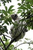 Bella, 3-toed лень, сидит в дереве в ранчо спасения Toucan, объекте спасения живой природы, в Коста-Рика стоковая фотография Bella, 3-toed лень, сидит в дереве в ранчо спасения Toucan, объекте спасения живой природы, в Коста-Рика стоковая фотография