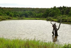 Bella vista del paesaggio degli alberi e del lago con cielo blu immagini stock Bella vista del paesaggio degli alberi e del lago con cielo blu immagini stock