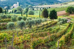 Bella vista sopra le vigne in Toscana immagine stock libera da diritti Bella vista sopra le vigne in Toscana immagine stock libera da diritti