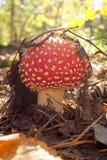 Belle amanite s'?levant dans la for?t ensoleill?e d'automne parmi le feuillage d?fra?chi Chapeau rouge avec les points blancs sou photographie stock Belle amanite s'?levant dans la for?t ensoleill?e d'automne parmi le feuillage d?fra?chi Chapeau rouge avec les points blancs sou photographie stock