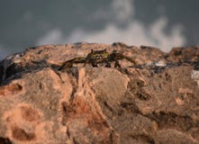 Belle capture d'un crabe de mer été perché sur une roche photographie stock libre de droits Belle capture d'un crabe de mer été perché sur une roche photographie stock libre de droits