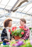 Belle femme achetant un pélargonium rouge au conseil d'un fleuriste images stock Belle femme achetant un pélargonium rouge au conseil d'un fleuriste images stock