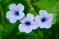Belle fleur bleuâtre blanche inconnue de la rue trois photographie stock libre de droits Belle fleur bleuâtre blanche inconnue de la rue trois photographie stock libre de droits